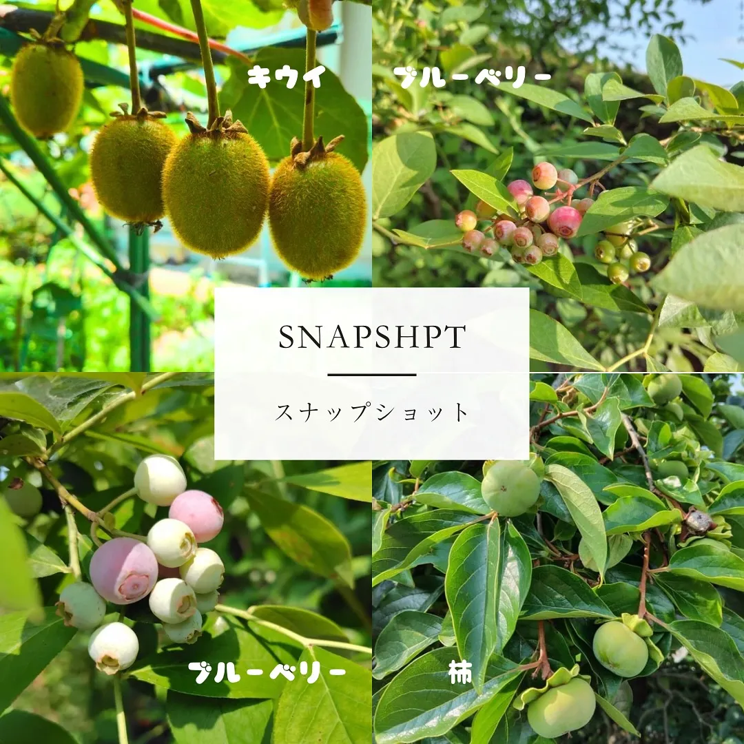 🥝🥭\* 社員のスナップショット */🍒📷